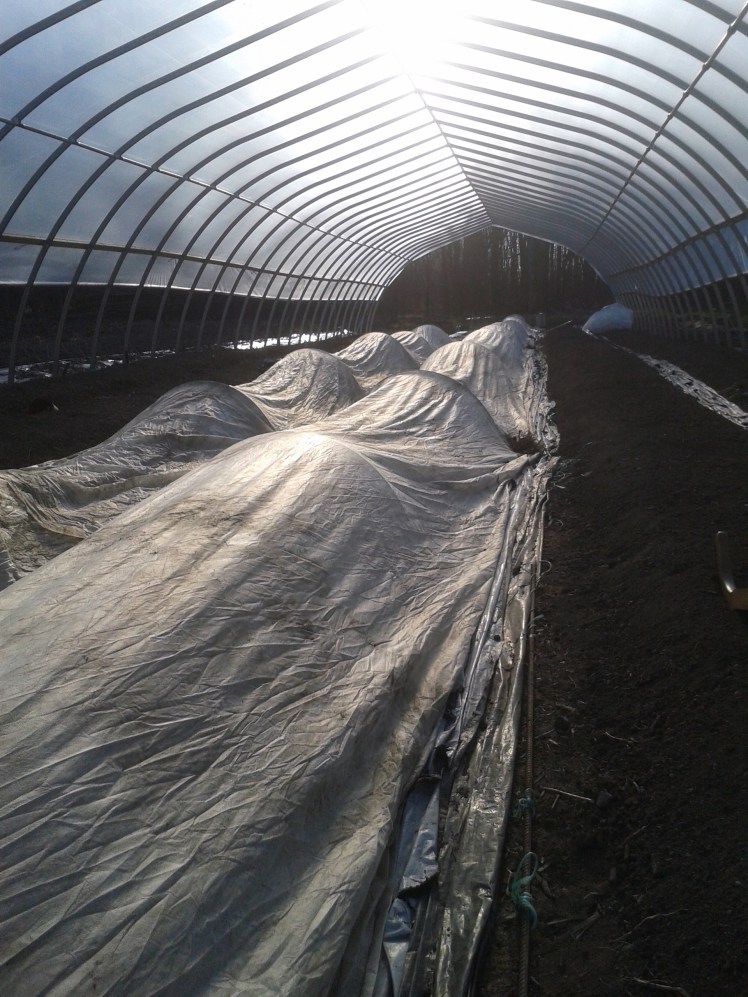 Row cover april 19th.jpg