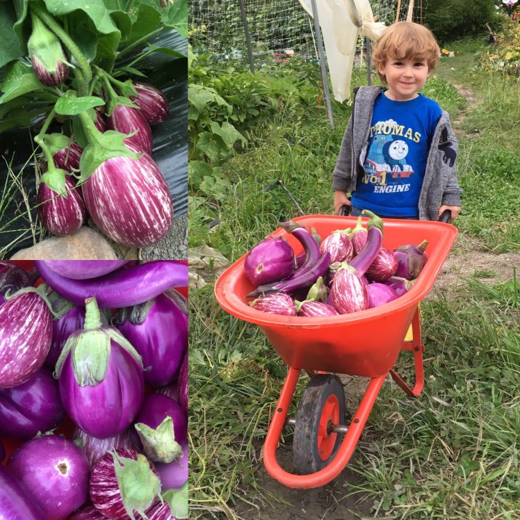 Boy and eggplants K 3 years.JPG